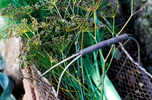 Wild Fennel