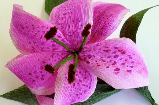 Star Lily