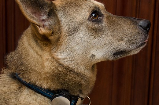 The Whistle Activity Monitor