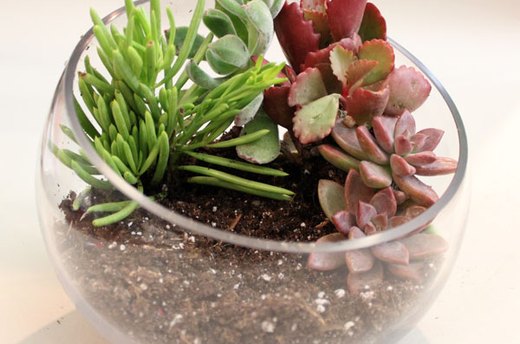 Place Succulents in the Soil