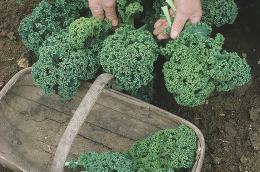 Kale