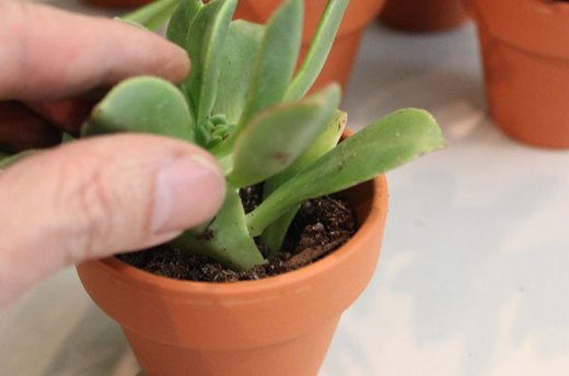 Transplant the Succulents