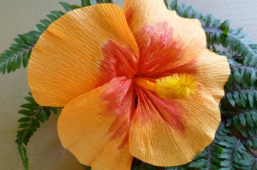 Hibiscus