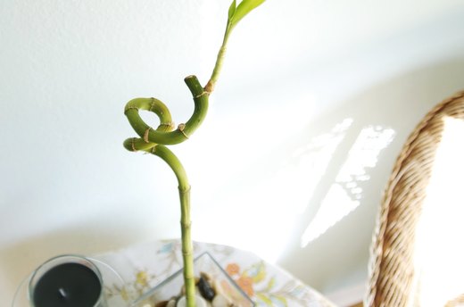 Plants and Nature