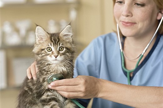 Trips to the Vet