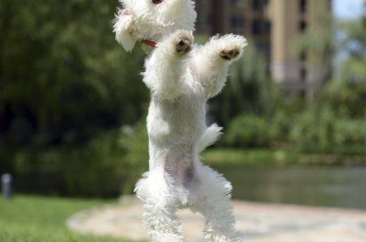 Teach Your Pup Some Tricks