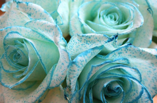 Hanukkah Roses