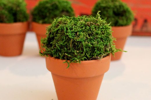 Seed Packet Topiaries - Step 1
