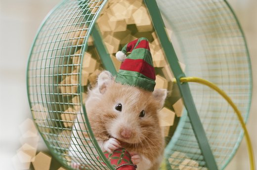 Hamster Holidays