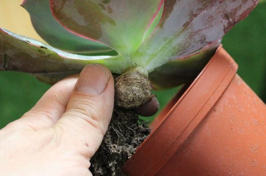 Prepare Store-Bought Succulents