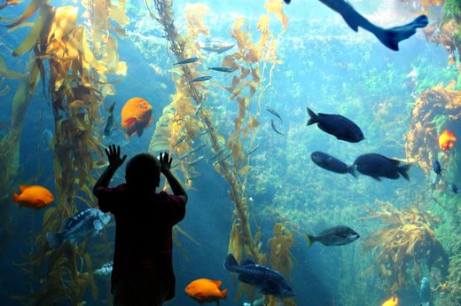 Aquariums