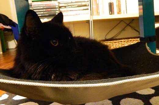 The Cat Crib