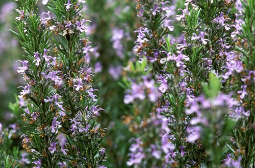 Rosemary
