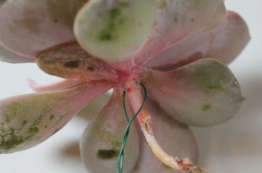 Wire the Tiniest Blooms