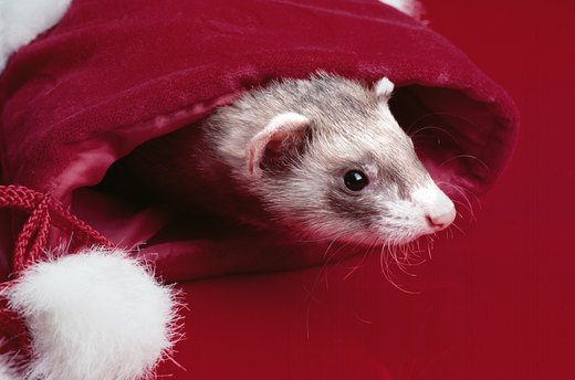 Furry Hide-a-Ways