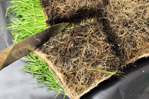 How to Cut Wheatgrass