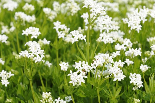 Sweet Woodruff