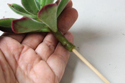 Insert One Skewer in Smaller Blooms