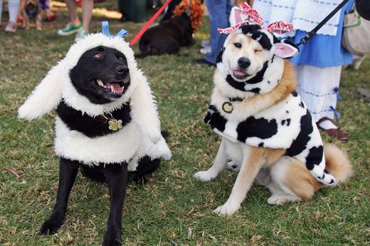 Wolf in Sheep's Clothing