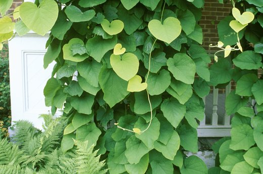 Pipevine
