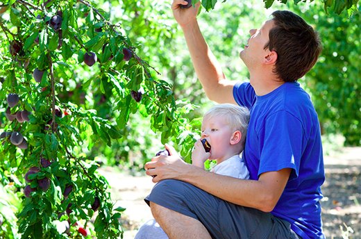 Produce Picking
