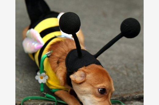 The Buzz