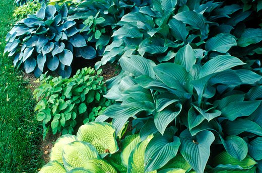 Hostas
