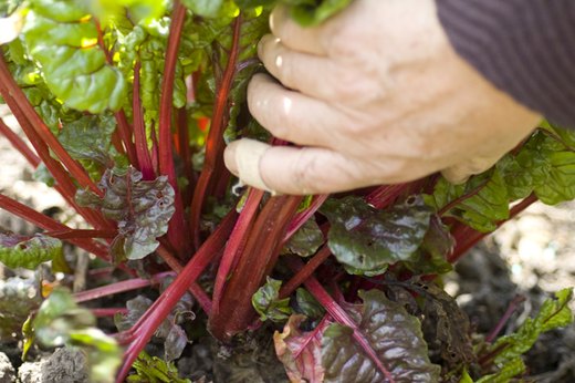 Swiss Chard