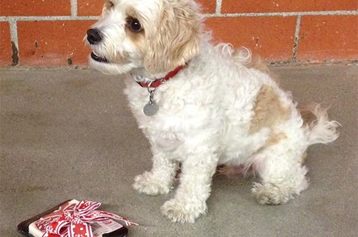 Pet-Approved Gifts for Animal Lovers