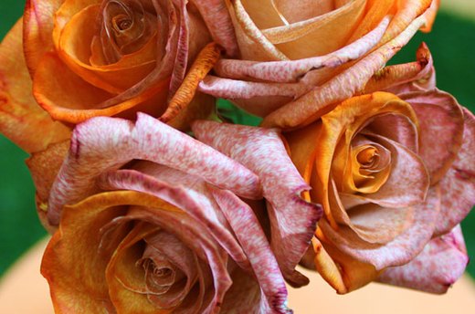 Thanksgiving Roses