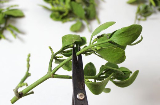 Cut Up the Mistletoe