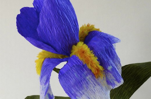 Iris