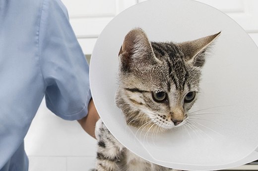 Spaying/Neutering
