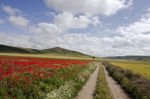 Make a Pilgrimage