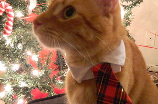 Holiday Cat Necktie