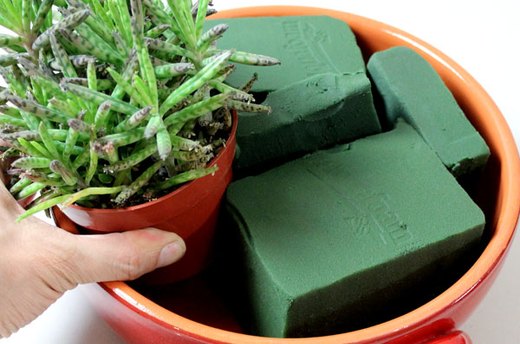 Some Succulents Can Stay in Their Original Pots