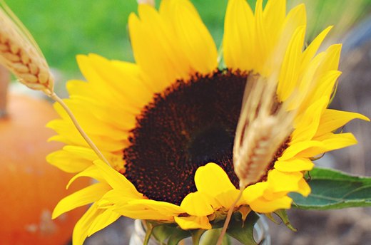 $50: Let the Sun(flower) In