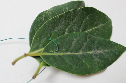 Preparing Bay Leaves