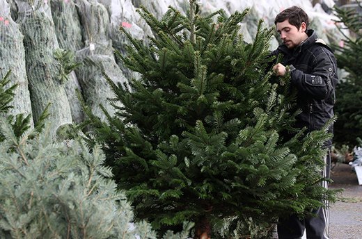 Pick a Christmas Tree