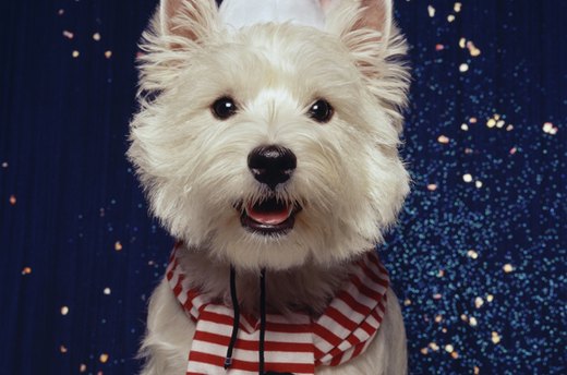Festive Pets: Dressing Santa Dog for the Holidays