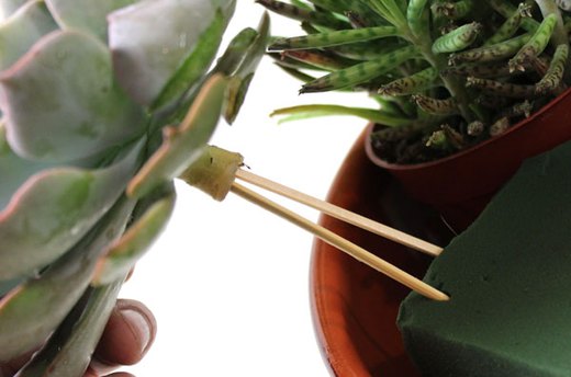 Insert the Succulents in the Floral Foam