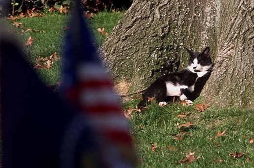 Socks, Bill Clinton's American Shorthair Cat