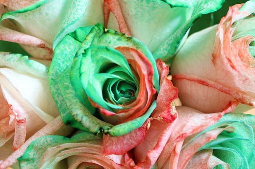 Christmas Roses