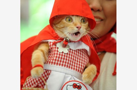 Don't Forget the Cat