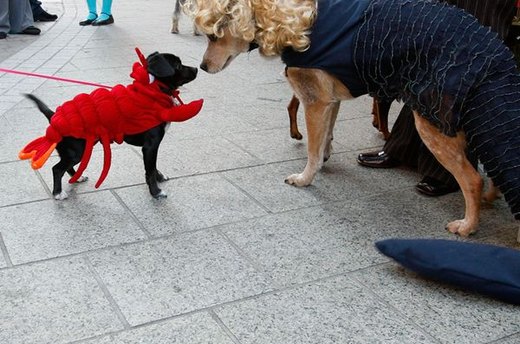 Sea Dogs