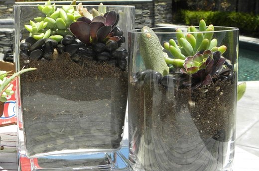 Succulent Terrarium