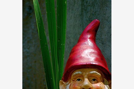 Gnome