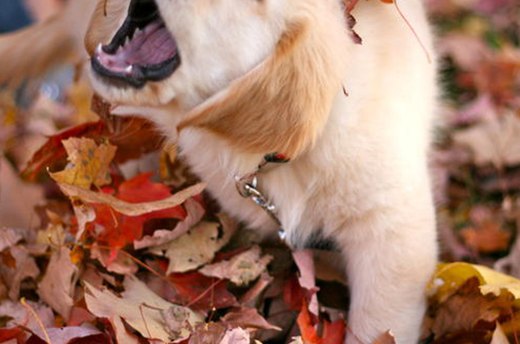 The Fun-Loving Pal