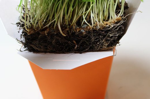 How to Make the Wheatgrass Skewer Display