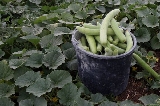 Armenian Cucumbers